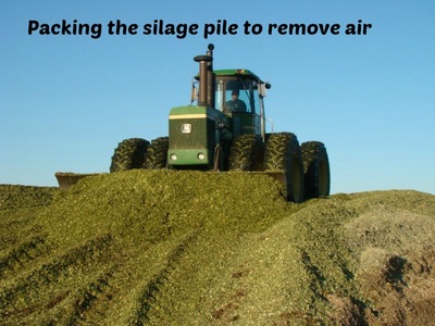 Silage_Cutting.JPG