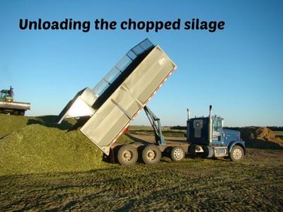 Silage_Cutting_4.JPG