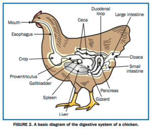 Chicken_digestion.png