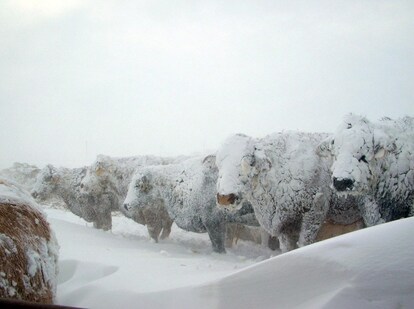 cows-blizzard-07-edit4.jpg