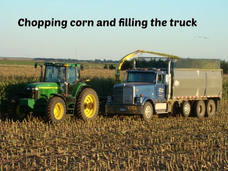 chopping silage