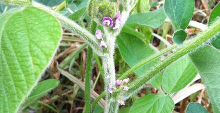 soybean-blooms.jpg