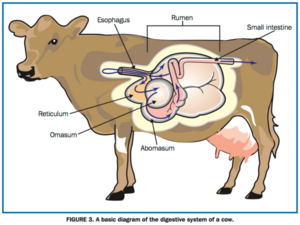 cow_digestion.png