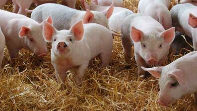 MAIN-Pigs-infected-post-weaning-are-particularly-susceptible-to-respiratory-diseases-c-no-credit.jpg