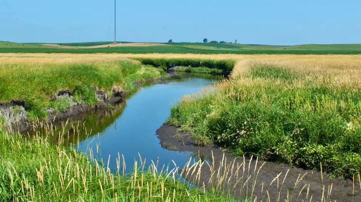 buffer strips.jpg