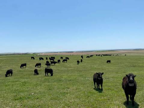 Jorgensen cattle with collars.jpeg