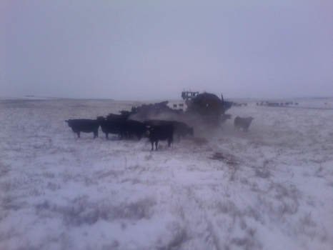Feeding_Cows_winter_Fotor.jpg