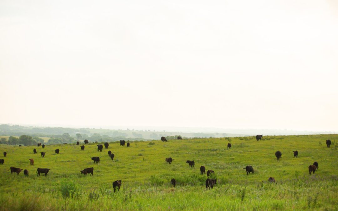 Why Animal Health Matters to Food Safety