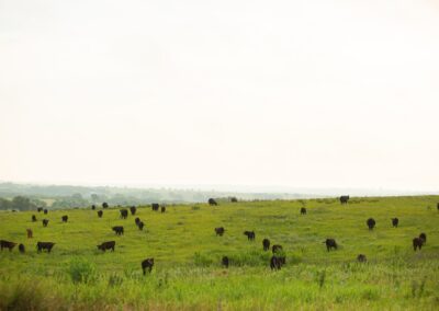 Why Animal Health Matters to Food Safety