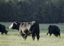 Farm Practices to Family Tables