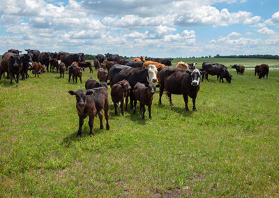 Focusing on Animal Health Protects Animals and Consumers