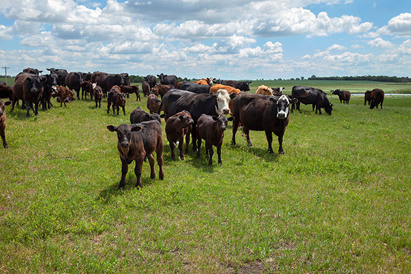 Focusing on Animal Health Protects Animals and Consumers