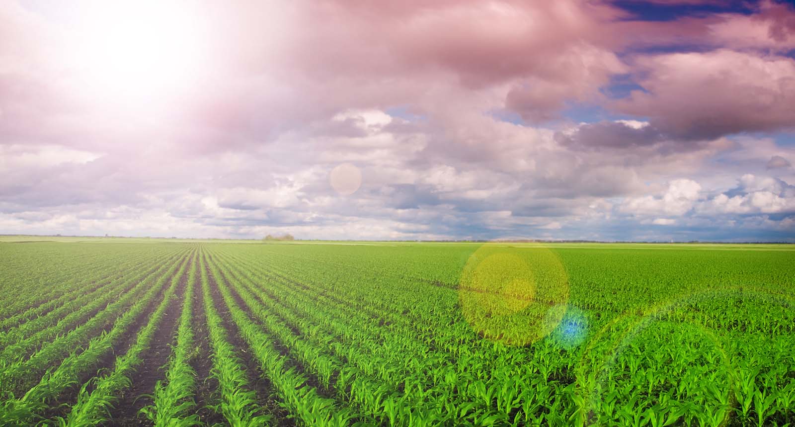 Harvest Math: Why Farmers Feel the Fall Pressure