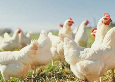 Fascinating Facts About Poultry