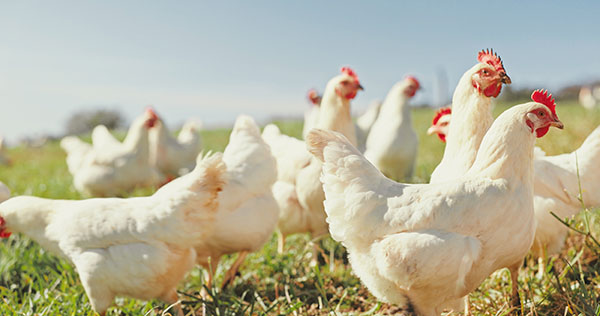 Fascinating Facts About Poultry