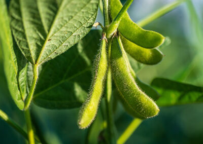 Explore the Possibilities of Soy