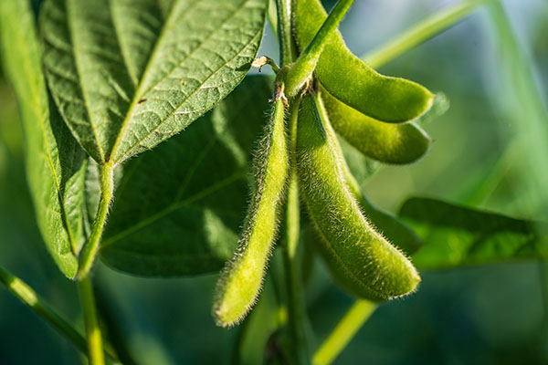 Explore the Possibilities of Soy